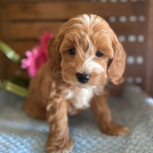 Cockapoo Puppy Tina
