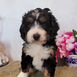 Bernedoodle Puppy Rover