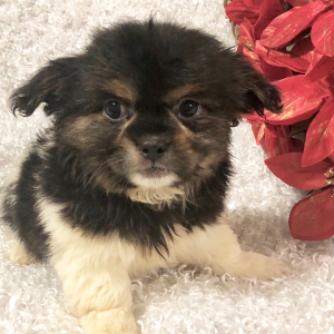 Mi-Ki Puppy Bella