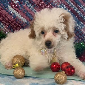 Poodle Puppy Joey