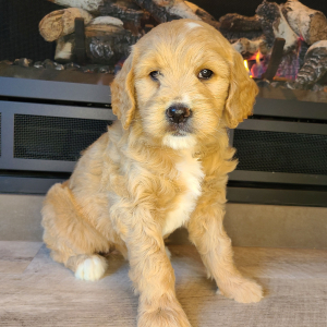 Goldendoodle Puppy Patty