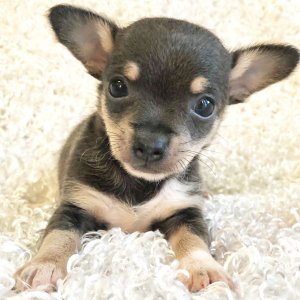 Chihuahua Puppy Blue