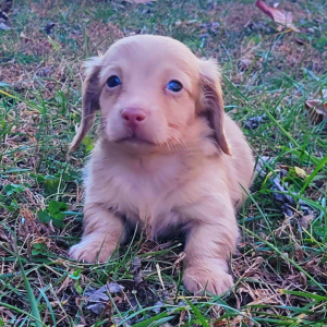 Dachshund Puppy Finnley