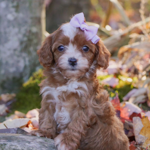 Cavapoo Puppy Shiloh