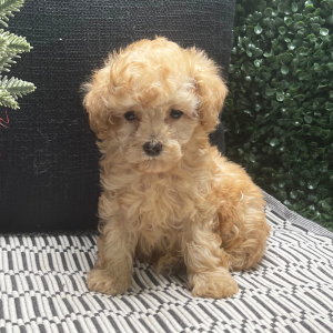 Cavapoo Puppy Alex