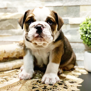 Bulldog Puppy Belle