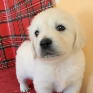 Golden Retriever Puppy Bradi