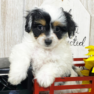 Cavapoo Puppy Hayden