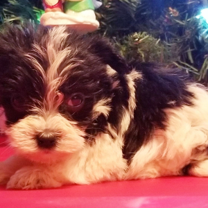 Morkie Puppy Buddy