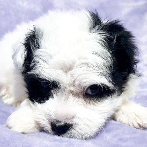 Maltipoo Puppy Marsha