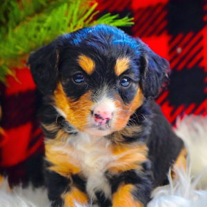Bernedoodle Puppy Noel