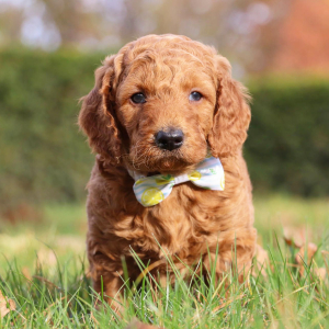 Goldendoodle Puppy Zephyr