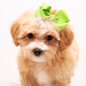 Maltipoo Puppy Samara