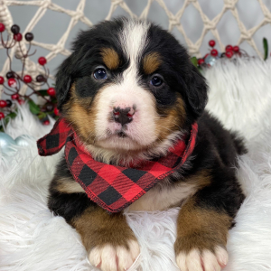 Bernese Mountain Dog Puppy Luke