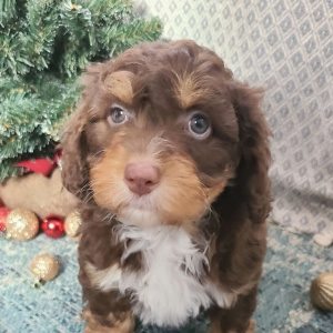 Aussiedoodle Puppy Mayla