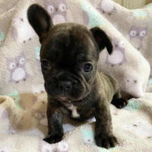 French Bulldog Puppy Lola