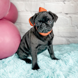 Pug Puppy Ambrosia