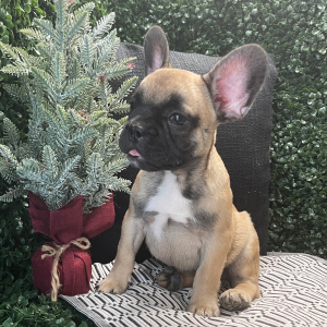 French Bulldog Puppy Coby