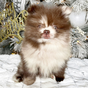 Pomeranian Puppy Toby