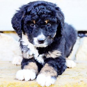 Bernedoodle Puppy Archer