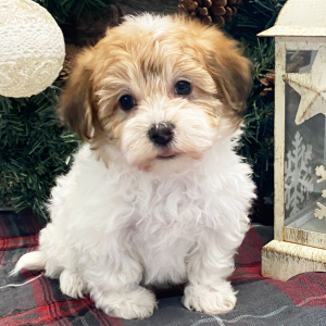 Havanese Puppy Maggie