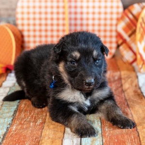 German Shepherd Dog Puppy Kaiser