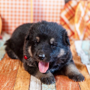 German Shepherd Dog Puppy Ford