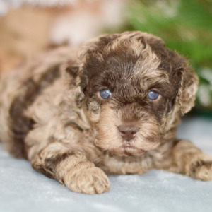 Poodle Puppy Parker