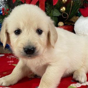 Golden Retriever Puppy Jena