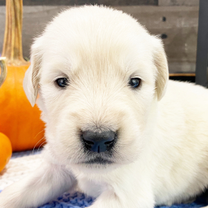 Golden Retriever Puppy Norris