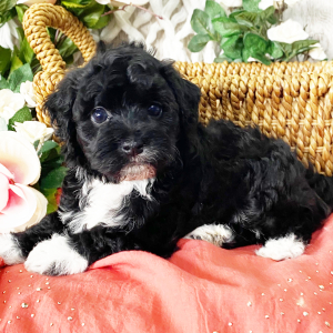 Havapoo Puppy Sophia