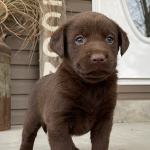 Labrador Retriever Puppy Maddie