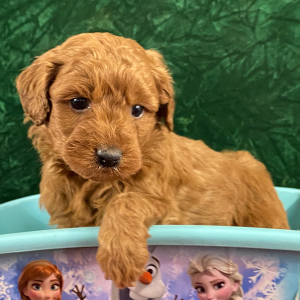 Goldendoodle Puppy Loyal