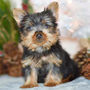 Silky Terrier Puppy Olivia
