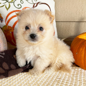 Havapom Puppy Briggs