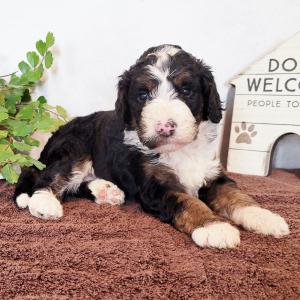 Bernedoodle Puppy Blaire