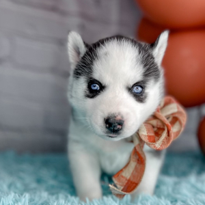 Siberian Husky Puppy Casey Jo