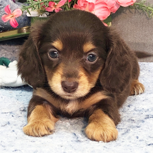 Dachshund Puppy Owla