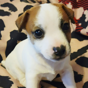 Jack Russell Terrier Puppy Rosco