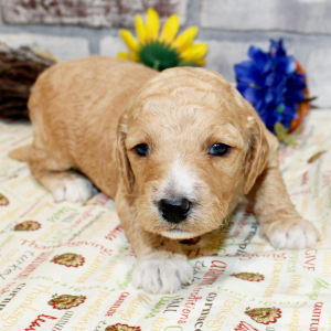 Goldendoodle Puppy Tressa