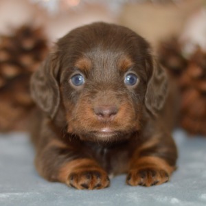 Dachshund Puppy Eva