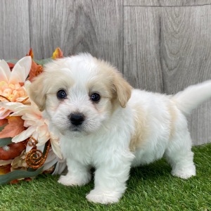 Havanese Puppy Buddy