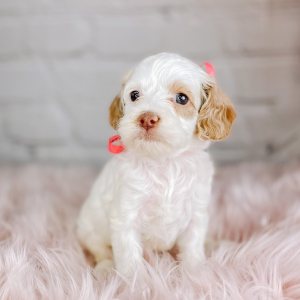 Cockapoo Puppy Sue