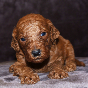 Goldendoodle Puppy Barbie