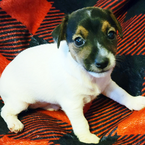 Jack Russell Terrier Puppy Shelly
