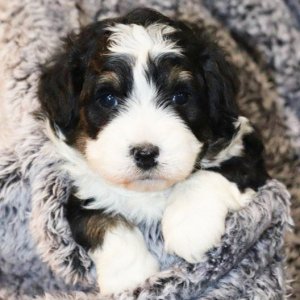 Bernedoodle Puppy Winnie