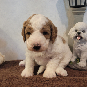 Goldendoodle Puppy Penny