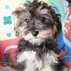Yorkiepoo Puppy Kelley