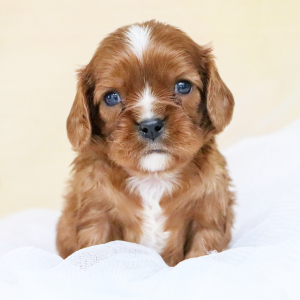 Cavalier King Charles Spaniel Puppy Martin