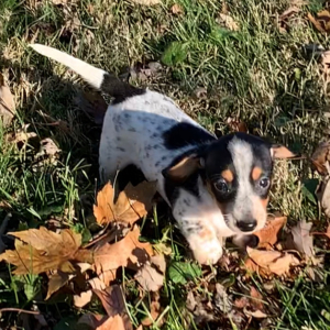 Dachshund Puppy Roxy